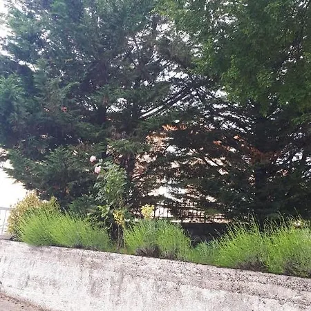 Rosemary * Fiume